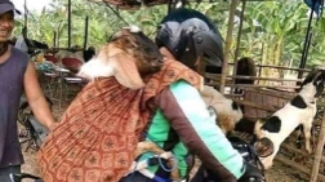 Soroti Driver Ojol Bawa Kambing dengan Cara Digendong, Netizen: Auto Nempel Baunya