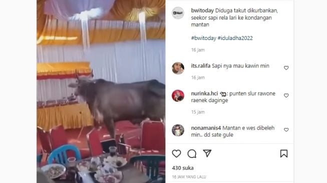 Viral Seekor Sapi Diduga Akan Dikurbankan Justru Datang ke Kondangan