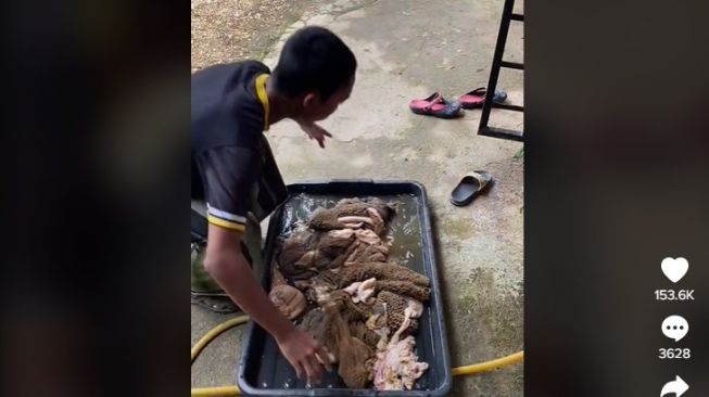 Viral Orang Ini Bersihkan Jeroan Hewan Kurban Pakai Mesin Cuci, Warganet: Dapet Ilmu Dari Mana? (Dok: TikTok/makey.24jey