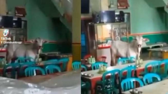 Sapi Kurban Lepas Masuk Rumah Makan Padang Malah Kebingungan: Teh Goyang Satu!