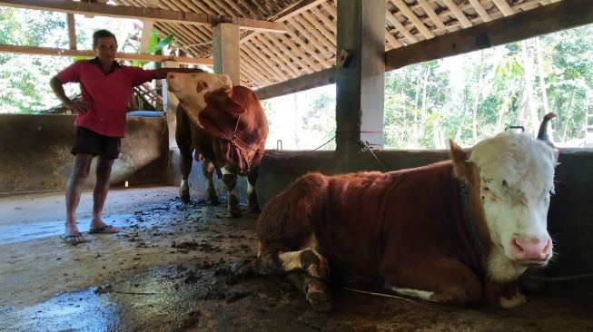 Pandi Daryatmo menunjukkan dua ekor sapi miliknya yang diberli Raffi Ahmad di Kalurahan Wukirsari, Kapanewon Cangkringan, Kabupaten Sleman, Senin (11/7/2022). (Kontributor Suarajogja.id/Uli Febriarni) 