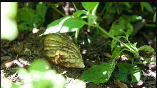 Bisa Sebabkan Meningitis, Ratusan Keong Darat Raksasa dari Afrika Serbu Pantai Florida