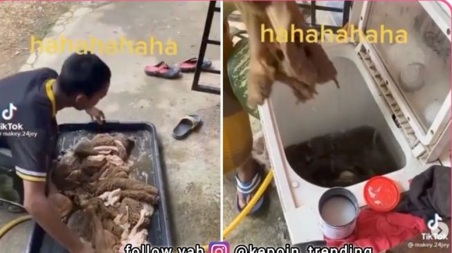 Orang Ini Cuci Jeroan Sapi Kurban Idul Adha Pakai Mesin Cuci, Publik: Siap-siap Emak Marah