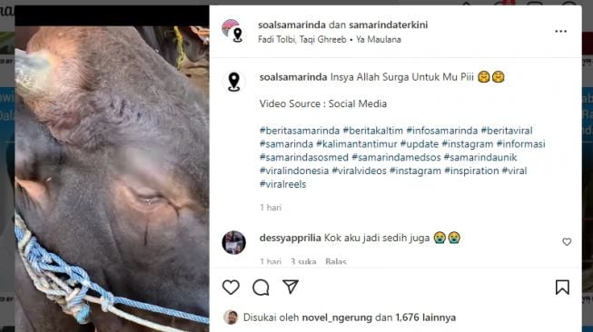 Viral, Video Sapi Menangis Sebelum Dikurbankan: Kok Aku Jadi Sedih Juga