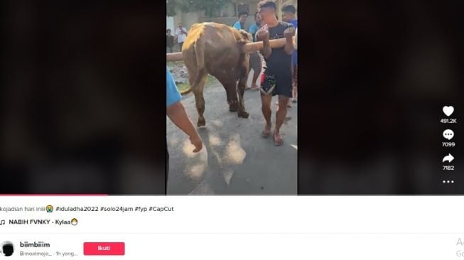 Sapi mager ke tempat penyembelihan, terpaksa digotong. [TikTok]