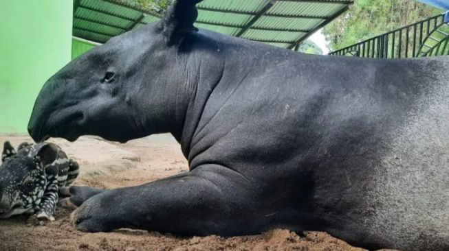 Heboh Tapir Masuk Perumahan di Pekanbaru, Ini Kata BBKSDA Riau