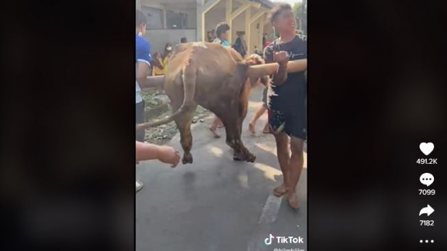 Sapi mager ke tempat penyembelihan, terpaksa digotong. [TikTok]