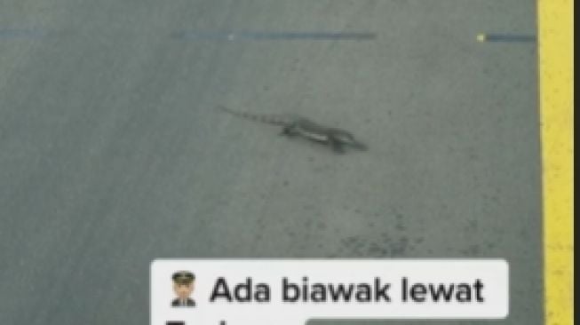 Detik-detik Penerbangan Nyaris Batal Gegara Ada Seekor Biawak Melintas di Area Taxiway