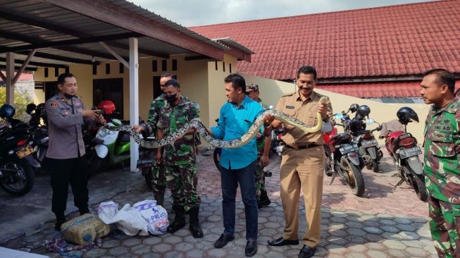 Pencari Ular Tewas Tergeletak di Jalanan Dililit Piton Jenis Sanca Kembang di Blitar