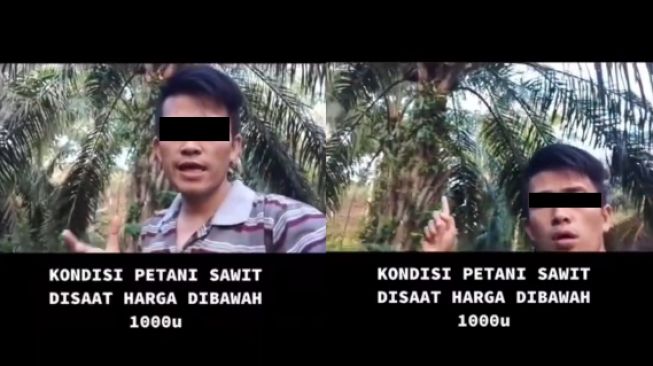 Angkat Suara Kecewa Harga Anjlok, Petani Sawit 'Mempersilakan' Maling untuk Datang ke Kebun: Saya Ikhlaskan