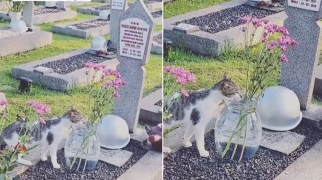 Makam Ainun Habibie Didatangi Kucing, Warganet: Alhamdullilah Penyambung Pahala