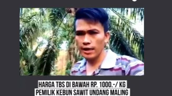 Kesal Harga Sawit Anjlok, Pria Ini Undang Maling Datang ke Kebunnya: Saya Ikhlas