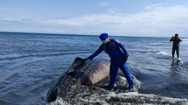 Seekor Hiu Tutul Terdampar di Pantai Nyamplong Kobong dalam Kondisi Mati