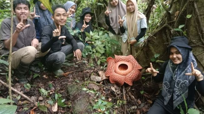 Tiga Individu Bunga Raflesia Arnoldii Mekar Sempurna di Palupuah Agam