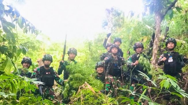 TNI Temukan Lima Hektare Ladang Ganja di Bumi Cenderawasih