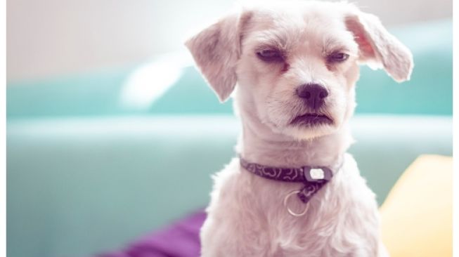 Pemerhati Anjing Laporkan Aktivis Lainnya Karena Unggahan di Facebook