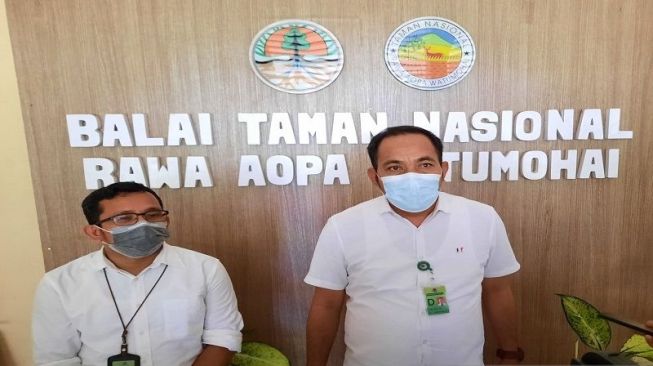 Populasi Makin Dikit, Puluhan Musang Tenggalung Tertabrak Mobil dan Motor di Taman Nasional Rawa Aopa Watumohai