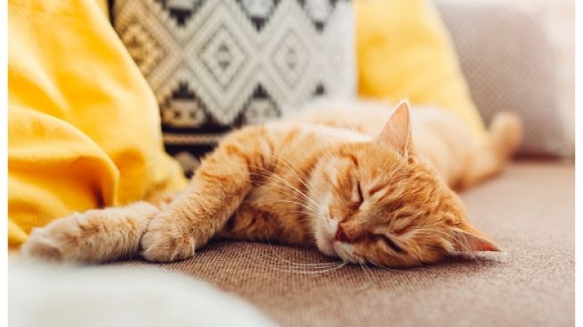 Ilustrasi Kucing Tengah Tidur.[Pixabay/Maryviolet]