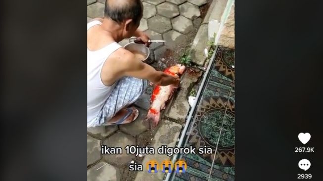 Viral Seorang Kakek Tak Sengaja Bunuh Ikan Hias Titipan Seharga Rp 10 Juta