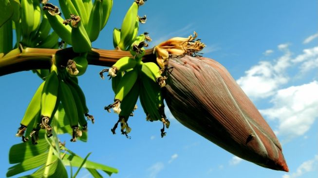 5 Manfaat Jantung Pisang, Baik untuk Mencegah Penyakit Jantung dan Kanker