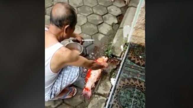 Viral Video Mbah-mbah Potong Ikan Hias Harga Puluhan Juta, Warganet Ramai Membela