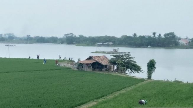 Apa Itu Embung Taman Pancasila yang Bisa Atasi Kekeringan Sawah di Bekasi?