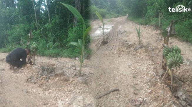 Warga Buton Utara Tanam Pisang dan Pohon Kelapa di Jalan Raya Rusak Berlumpur