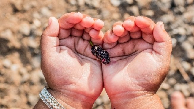 3 Manfaat Buah Murbei jika Dikonsumsi Rutin, Mungil tapi Padat Nutrisi