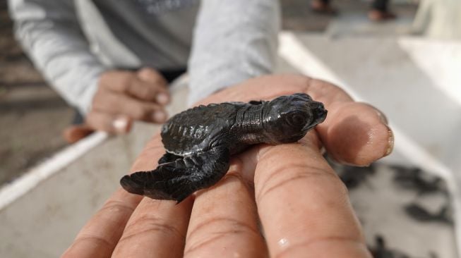 Relawan menunjukkan anak penyu (tukik) berusia 14 hari yang siap untuk dilepasliarkan di Pantai Kali Ratu, Desa Jogosimo, Klirong, Kebumen, Jateng, Minggu (17/7/2022). [ANTARA FOTO/Idhad Zakaria/aww]
