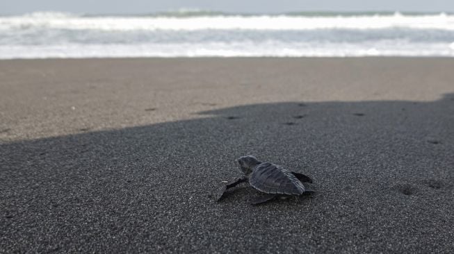 Seekor anak penyu (tukik) berusia 14 hari dilepasliarkan di Pantai Kali Ratu, Desa Jogosimo, Klirong, Kebumen, Jateng, Minggu (17/7/2022). [ANTARA FOTO/Idhad Zakaria/aww]