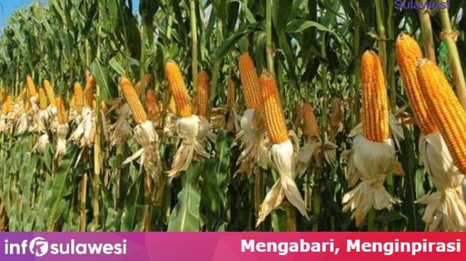 Morowali Utara, Sulteng Manfaatkan KUR Untuk Tanam Jagung