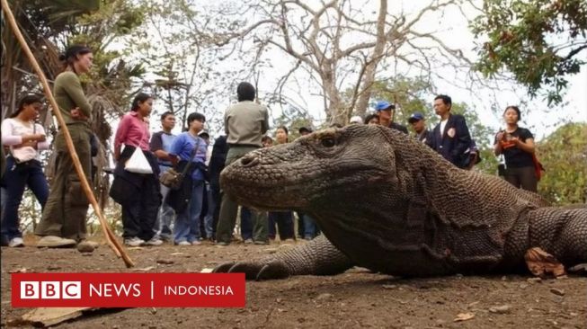 Tiket Taman Komodo Rp3,75 Juta, Pelaku Wisata: Kami Bisa Gulung Tikar