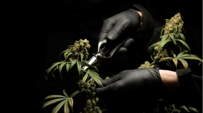 Soal Wacana Legalisasi Ganja Medis, Anggota DPR: Kalau Lebih Banyak Mudaratnya Kenapa Harus Dipaksakan?