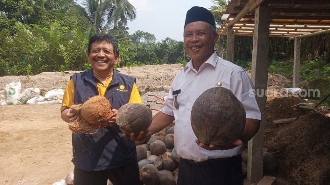 Upat-upat Kelapa Bongsor Asal Magelang, Bisa Hasilkan 6,6 Ton Kopra Per Tahun