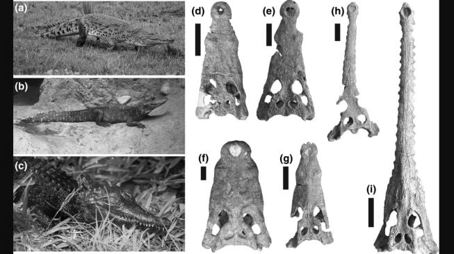 Kinyang mabokoensis dan Kinyang tchernovi. [The Anatomical Record]