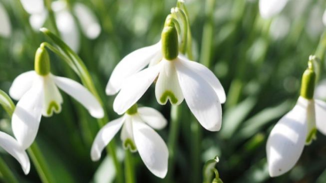 4 Bunga yang Melambangkan Makna Harapan, Ada Snowdrop!