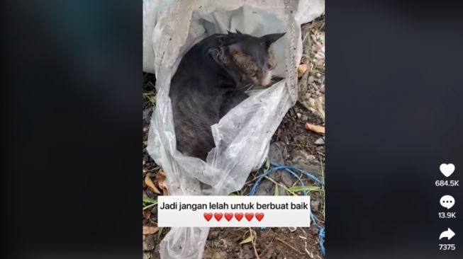 Keji! Kucing dikarungin dan dibuang ke kali. [TikTok]