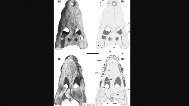 Kinyang mabokoensis dan Kinyang tchernovi. [The Anatomical Record]