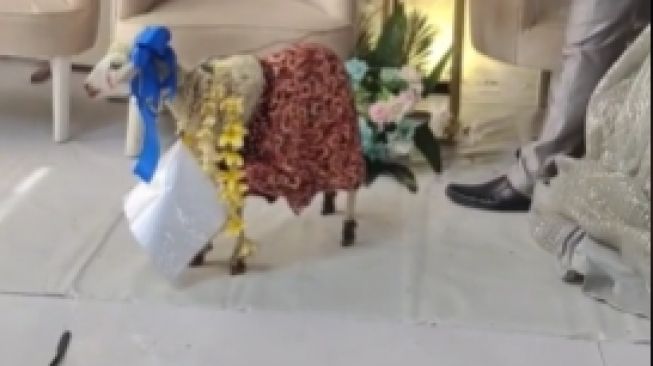 Hadiah Nikah Unik, Kambing Didandani Diikat di Atas Pelaminan