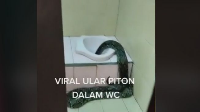 Warganet Ngeri, Seekor Ular Piton Besar Ditemukan Masuk ke Dalam Lubang WC Kamar Mandi