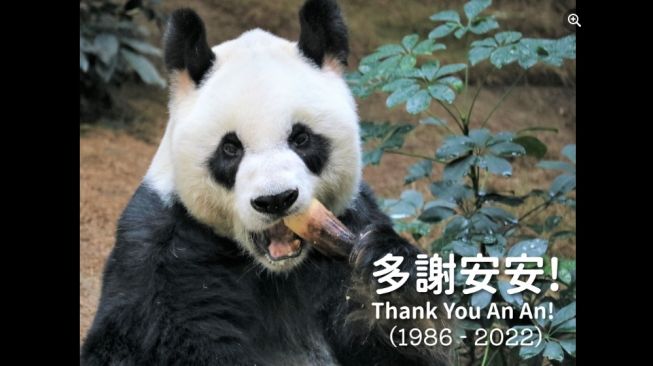 Panda raksasa, An An tutup usia. [Facebook/ Ocean Park Hong Kong]