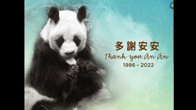 Panda raksasa, An An tutup usia. [Facebook/ Ocean Park Hong Kong]