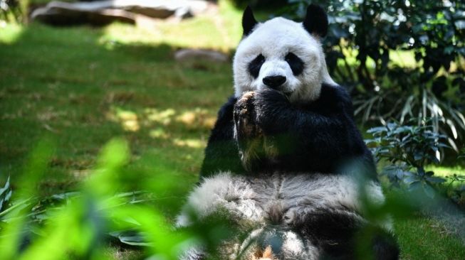 Kesehatan Memburuk, Panda Jantan Tertua di Dunia Mati