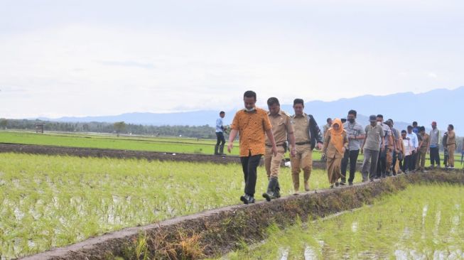 1,2 juta Kg Padi Andalan Dibagikan Pemprov Sulsel Gratis untuk 35.476 orang Petani