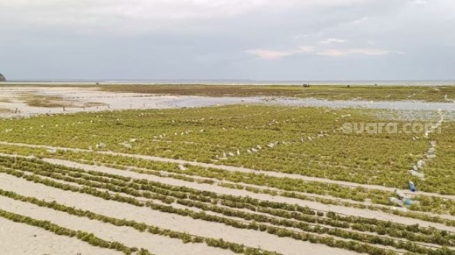 Seaweed cultivation hinders kitesurfing sports activities in Jeneponto Regency, South Sulawesi (SuaraSulsel.id/ Ahmad Bahar Documentation) 