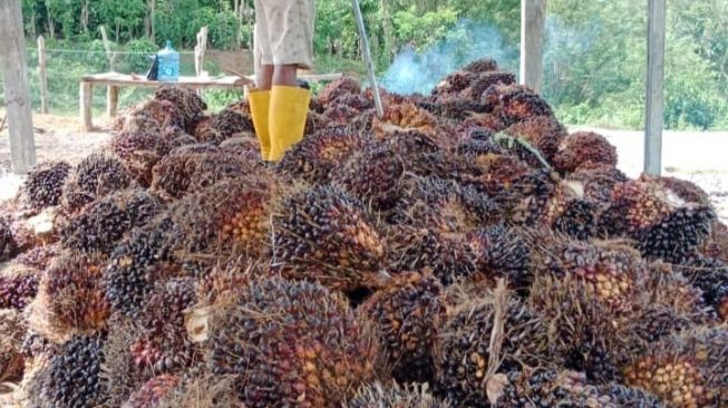 Waduh, Harga TBS Sawit di Empat Lawang Tak Kunjung Membaik