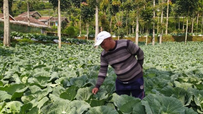 Kisah Sukses Petani Lembang Bandung, Dapatkan Cuan Rp 1 Miliar Lebih Sekali Panen