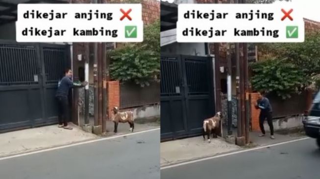 Kocak! Pria Bukan Dikejar Anjing Tetapi Kambing, Warganet: Cie India-indiaan