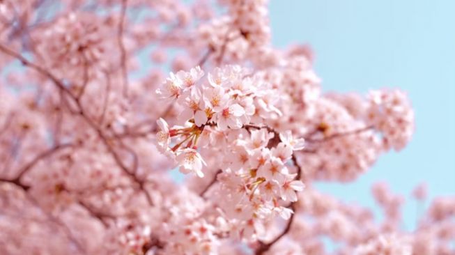 Ilustrasi bunga Sakura (Unsplash.com/AJ)