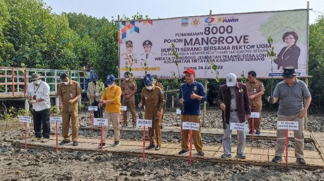 Rehabilitasi Kawasan Pesisir di Rumah Keluarga Wapres, UGM Sumbang 8.000 Mangrove